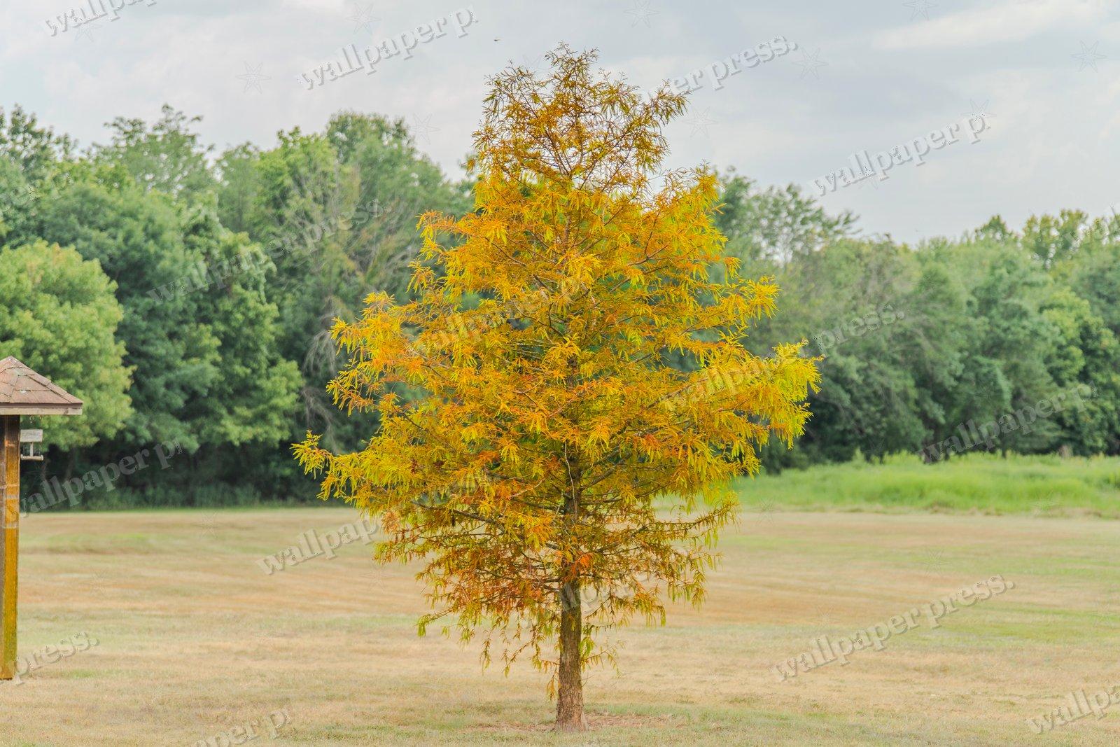Autumn's First Whisper