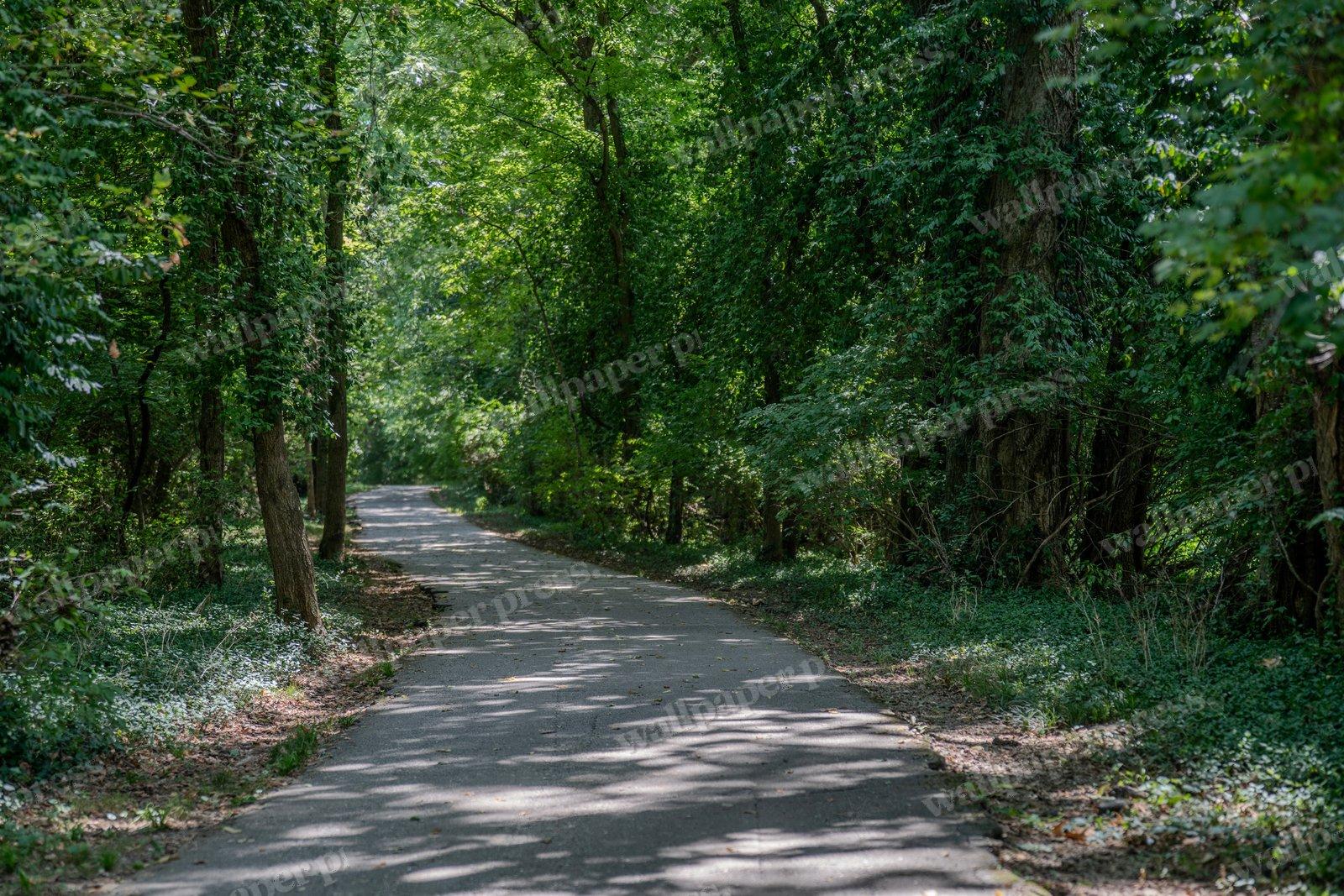 The Forest Awaits