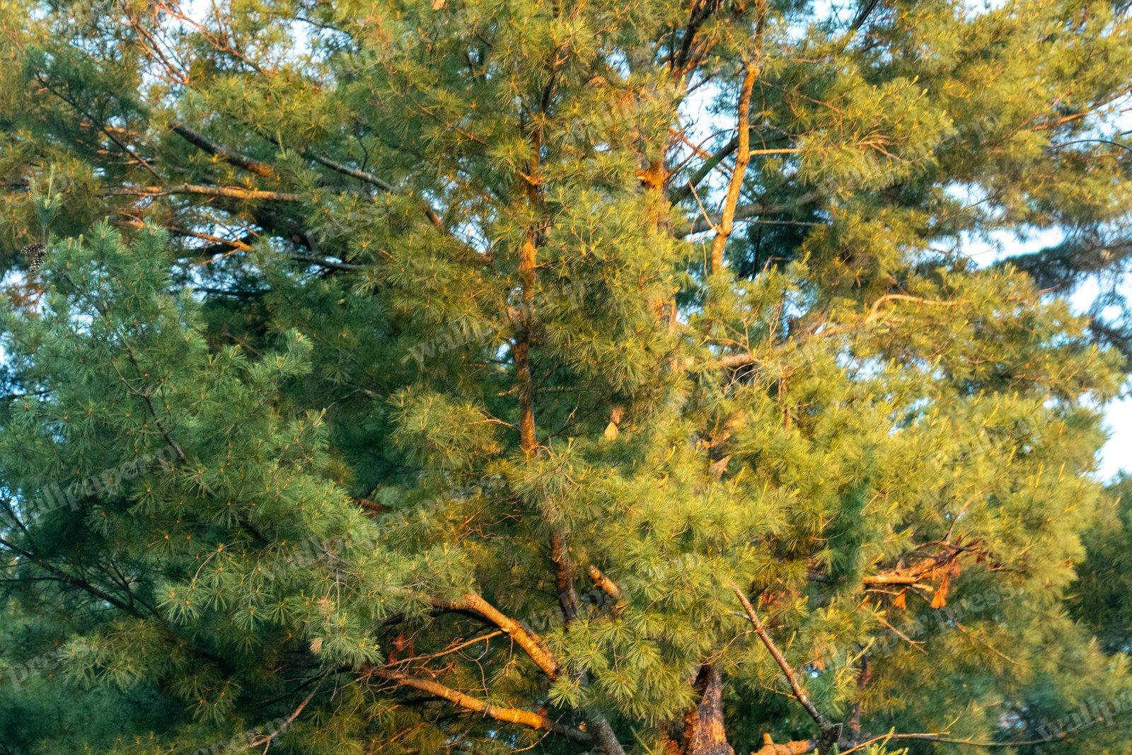 Pine Tree Golden Hour