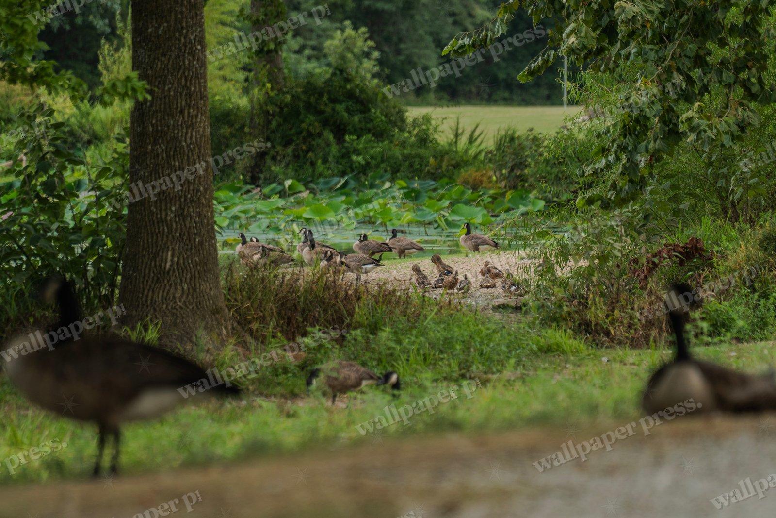 Riverside Flock