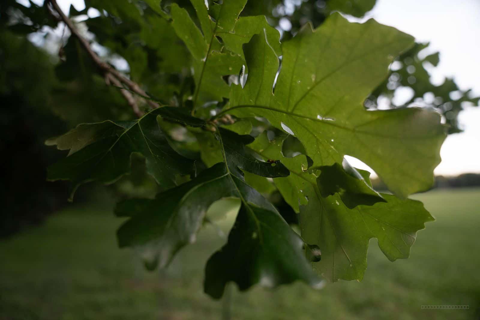 Oak Leaves Closeup