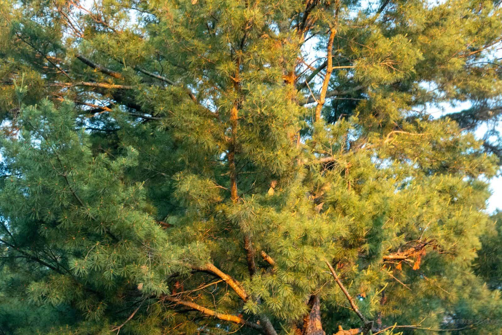 Pine Tree Golden Hour